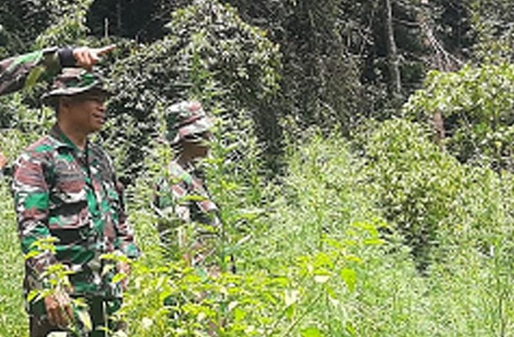 Komandan Kodim 0113/Gayolues Aceh Ikut Musnahkan Tiga Hektare Ladang Ganja