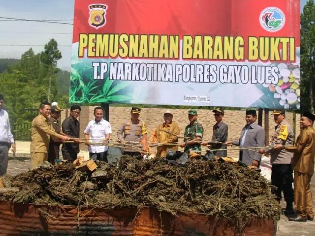 Polres Gayo Lues Musnahkan Ratusan Kilogram Narkoba di Aceh