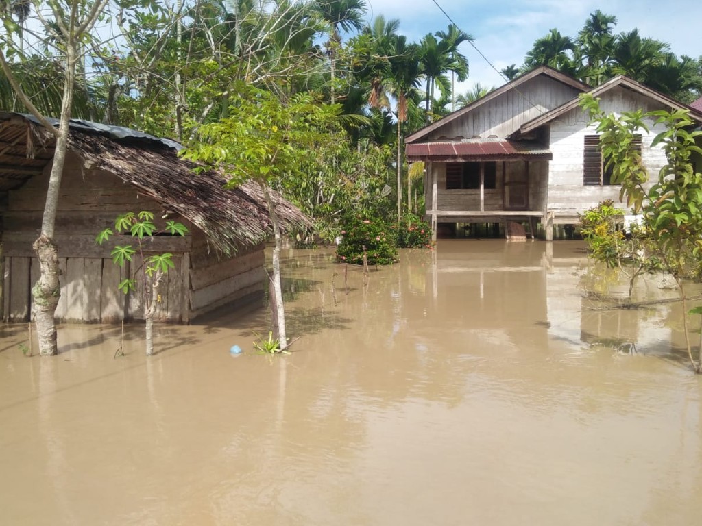 Dampak Banjir, Sawah 230 Hektare di Aceh Utara Terancam Gagal Panen