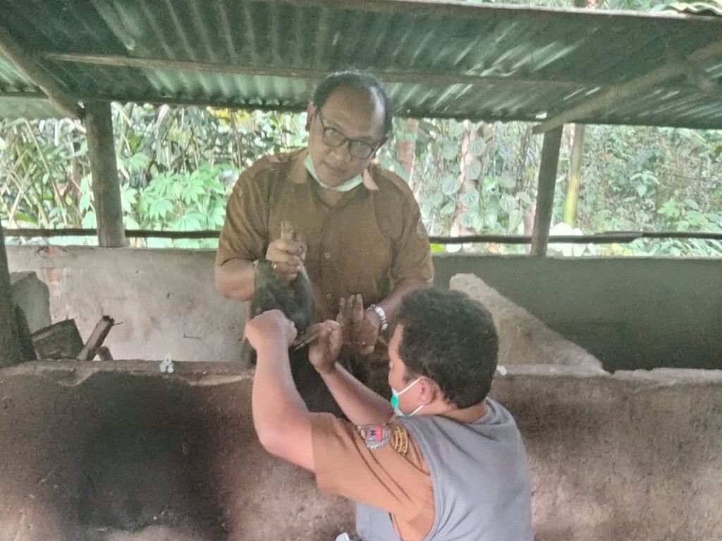 Kasus Ternak Babi Diserang Penyakit ASF Merebak di Humbang Hasundutan Sumut