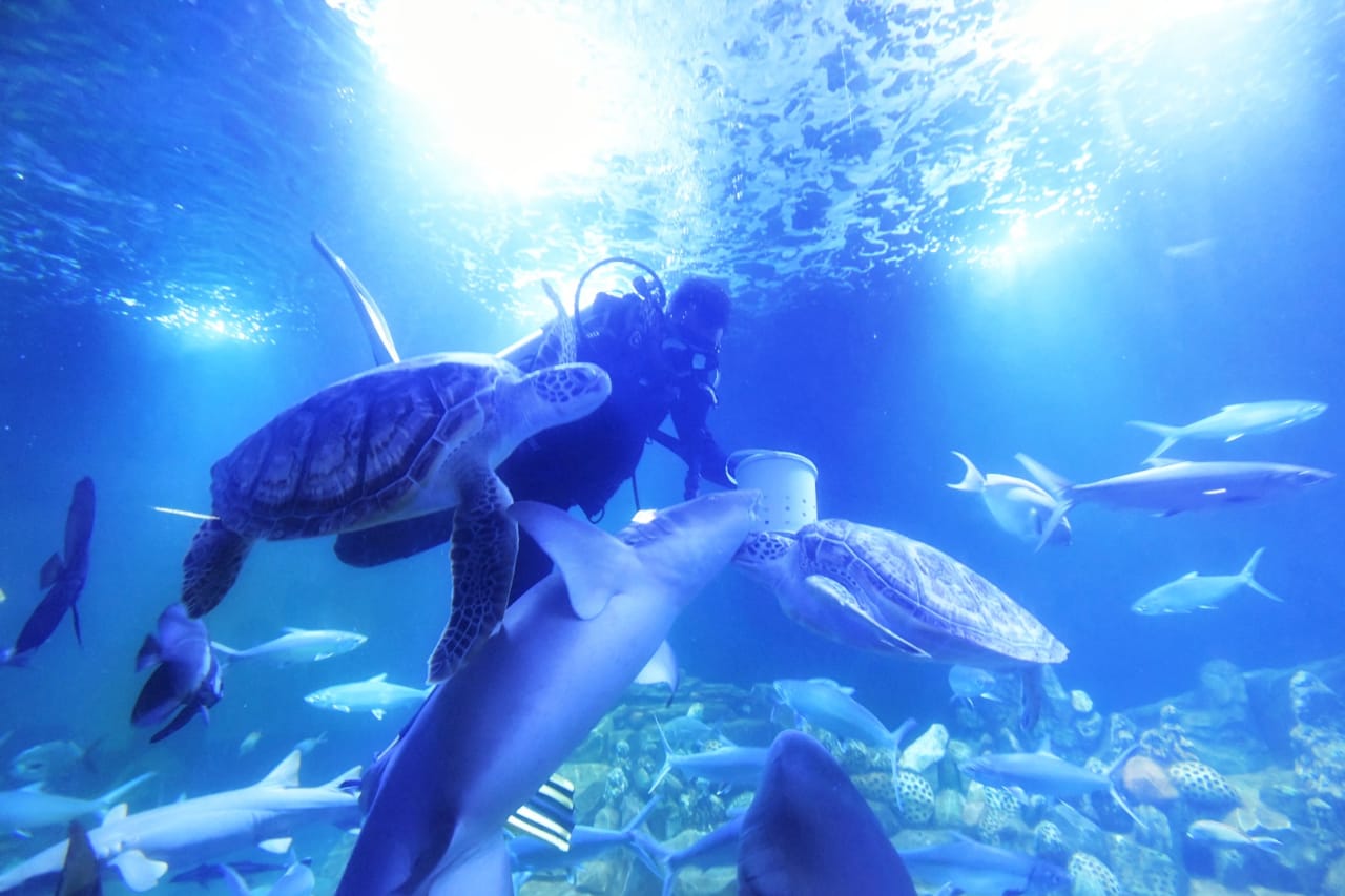 Aquarium Indonesia di Pangandaran, Destinasi Wisata Baru yang Sangat Indah