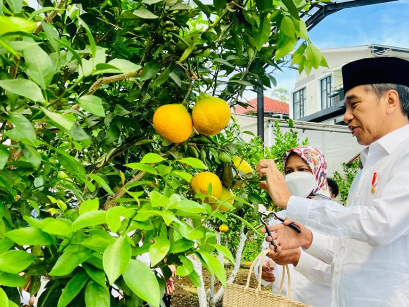 Jokowi Kaget Ponpes Al-Ittifaq Bandung Punya Manajemen yang Baik dalam Bisnis Pertanian