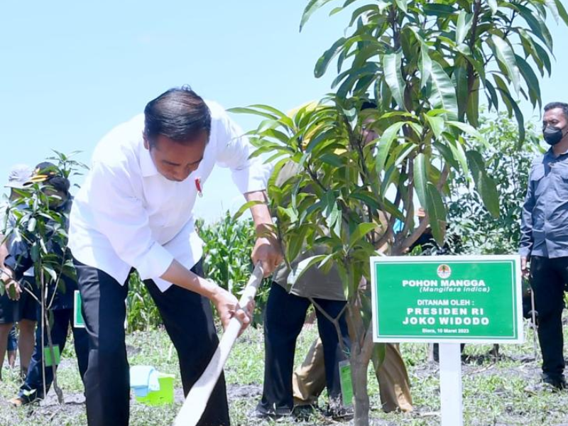 Jokowi Nanam Mangga di Blora, Petani Keluhkan soal Pupuk