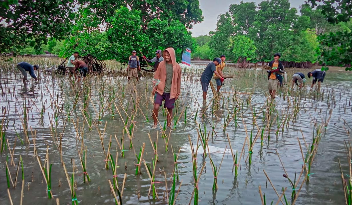 DKP Sulsel Tanam 36 Ribu Batang Mangrove di Desa Polewali Bone