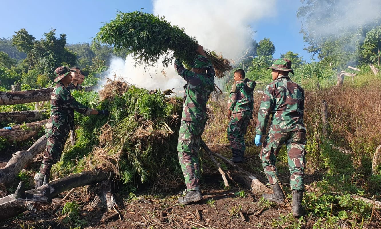 Tim Gabungan Terus Kebut Pemusnahan 40 Hektare Lahan Ganja Siap Panen di Nagan Raya Aceh