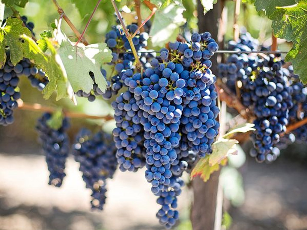 Lima Manfaat Buah Anggur Bagi Kesehatan Tubuh