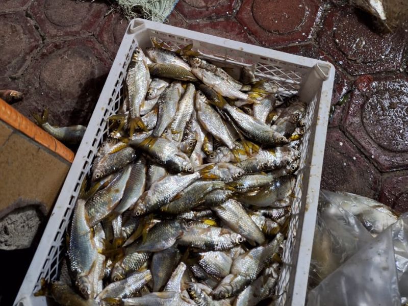 Ikan Pora-Pora Bermunculan Kembali di Perairan Danau Toba