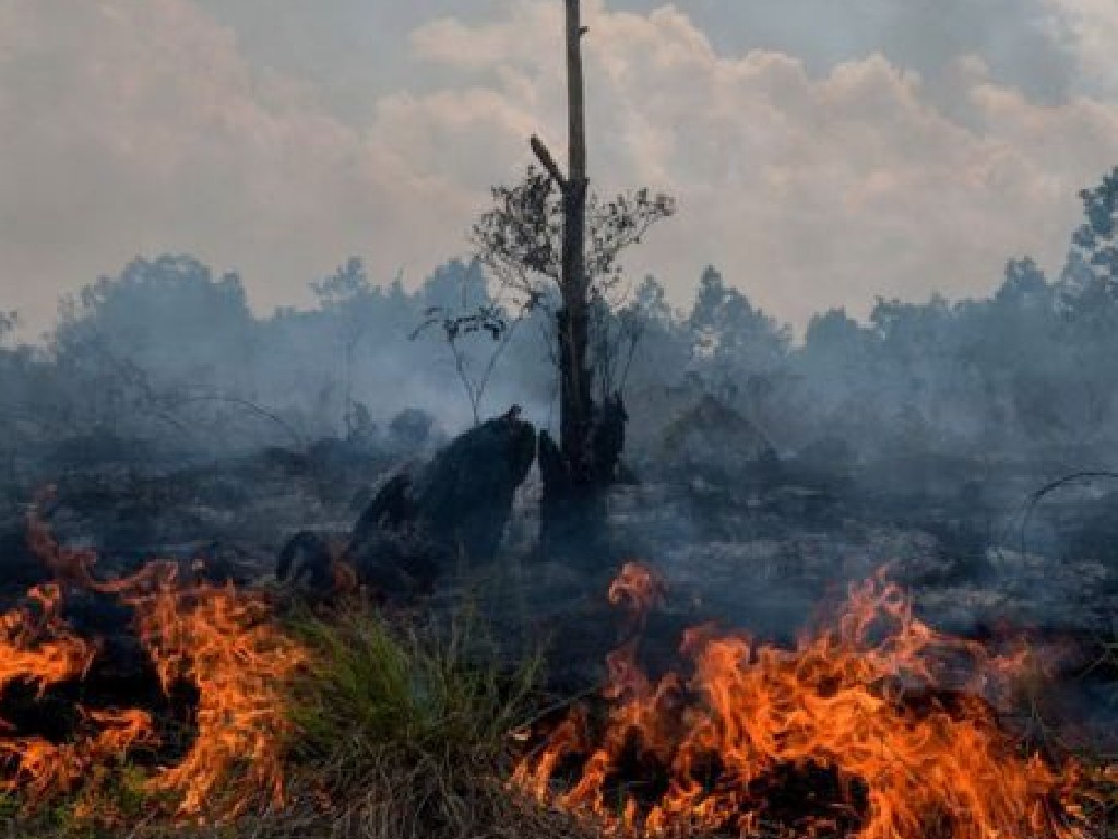 30 Hektare Lahan di Gunung Lawu Terbakar, Ngawi Status Tanggap Darurat