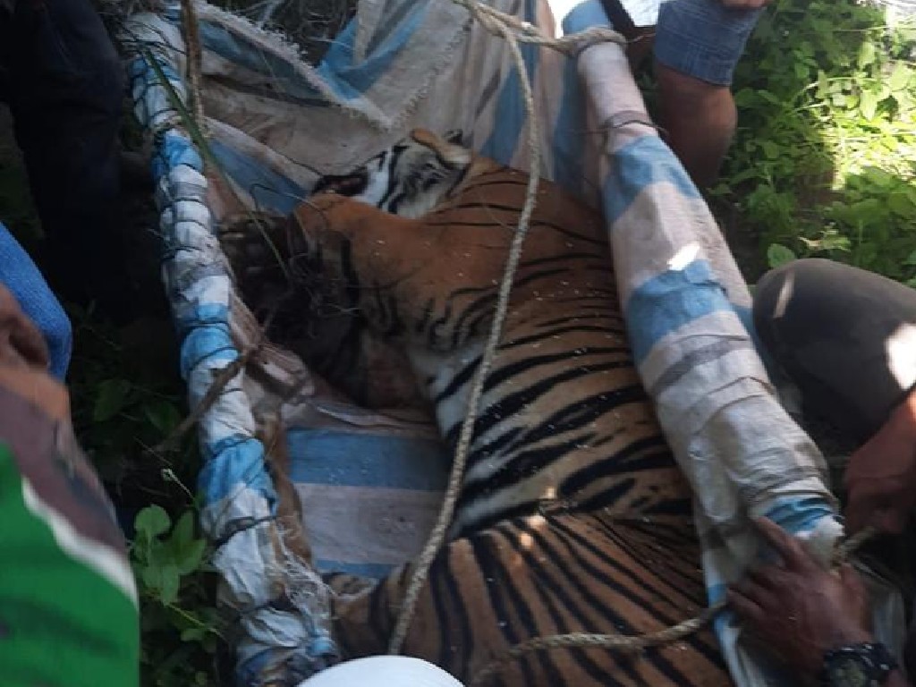 Terjebak Perangkap Babi Hutan, Polsek Dolok Panribuan Bantu Evakuasi Harimau Sumatra