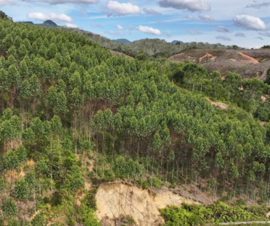 Kemenhut Panggil PT TPL dan Subjek Hukum Lainnya yang Diduga Biang Kerok Banjir di Pulau Sumatra