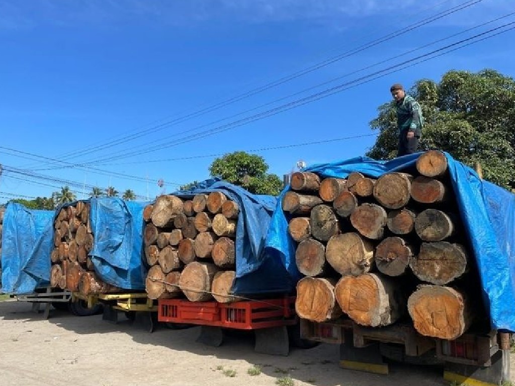 TPL Setop Sementara, Laporkan ke Kemenhut Jika Melakukan Aktivitas Pengangkutan dan Penebangan