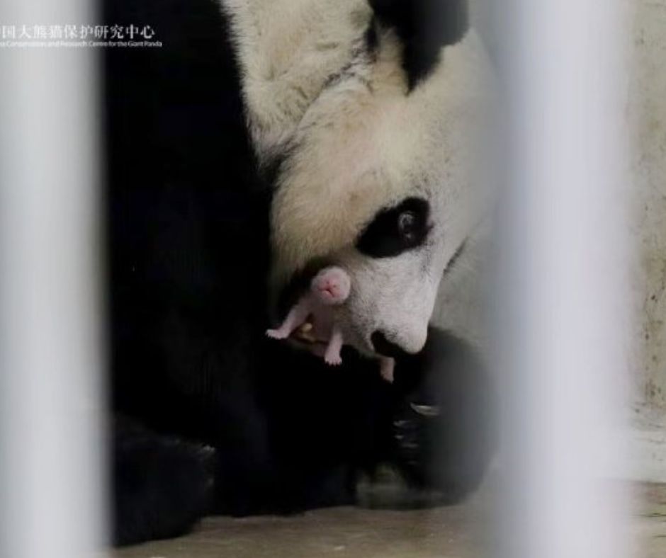 Lahir Bayi Panda di Taman Safari Indonesia, Prabowo Beri Nama Satrio Wiratama 