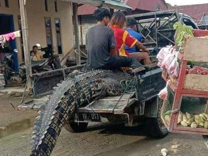 Buaya Berukuran Besar Ditangkap Warga di Mamuju Tengah Sulbar