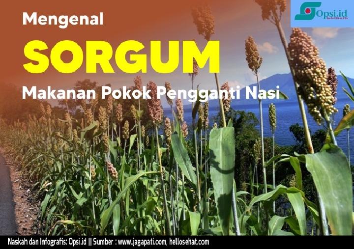 Mengenal Sorgum, Makan Pokok Pengganti Nasi