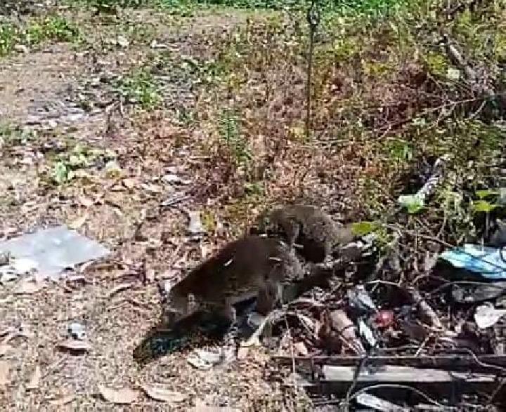 Kuskus Beruang Cari Makan di Permukiman Warga Mamuju, Sulawesi Barat