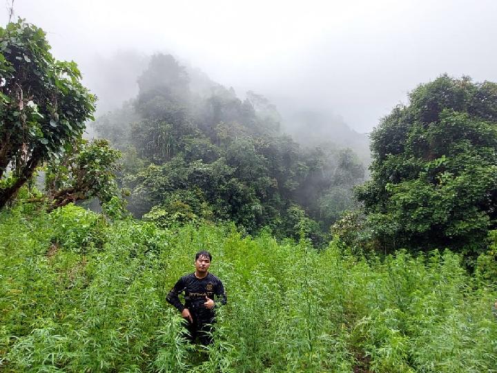 Ditemukan Dua Hektare Ladang Ganja di Tor Mangompang Madina Sumut