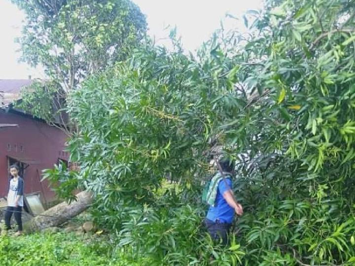 Akibat Angin Kencang Pohon Mangga di Mamuju Tumbang Menimpa Kabel Listrik