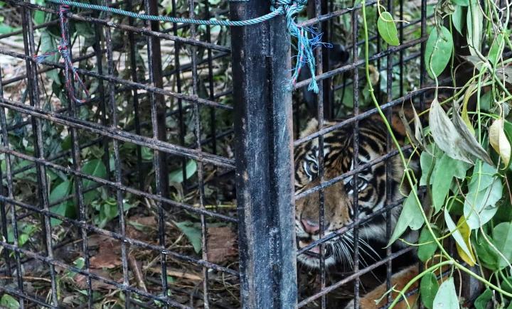 Begini Hasil Penjebakan Harimau di Aceh Menggunakan Box Trap