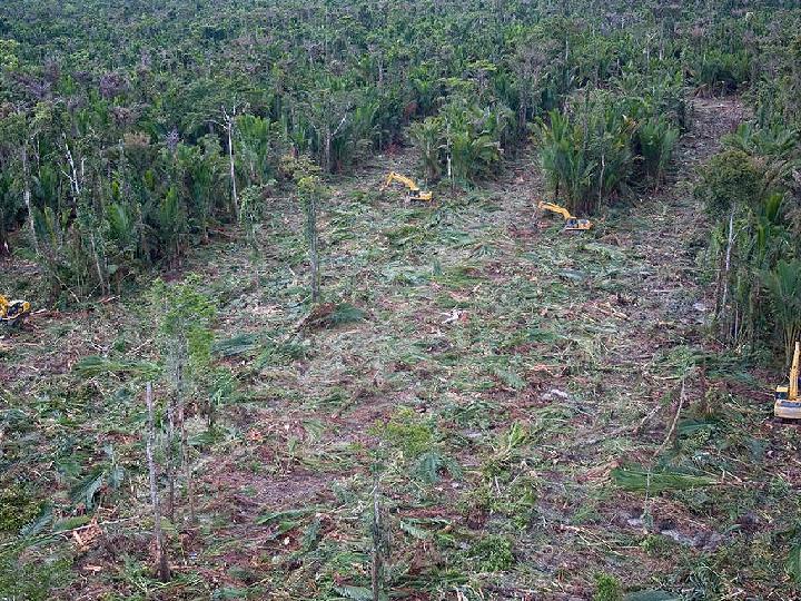 Jokowi Cabut Izin, Pembukaan Lahan Malah Merajalela di Jayapura