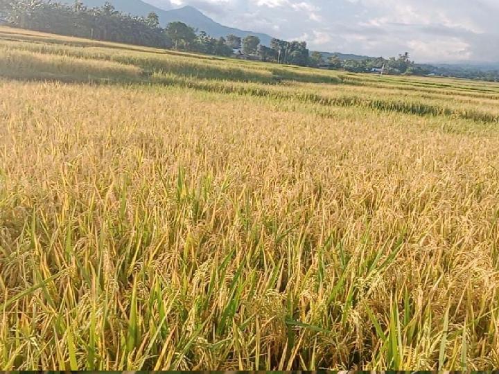 Pupuk Organik Eco Farming Membawa Berkah Bagi Petani di Manggarai NTT