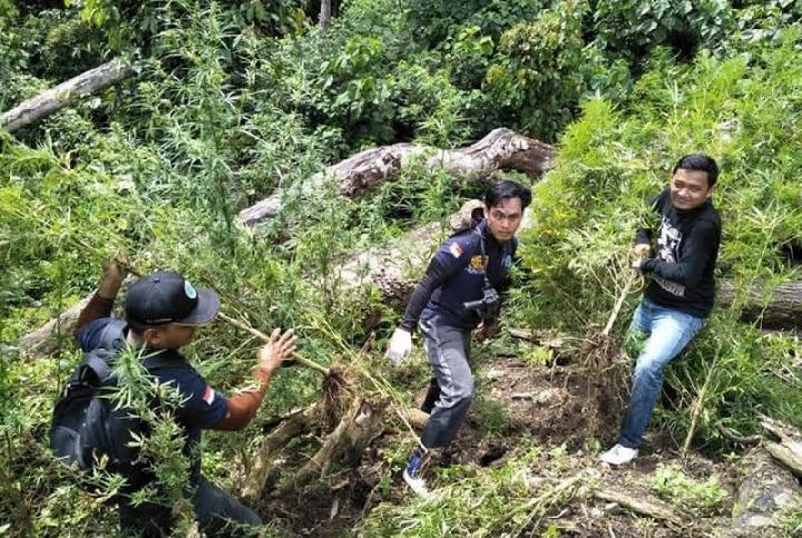 BNN Musnahkan 8 Hektare Ladang Ganja di Gunung Seulawah Aceh