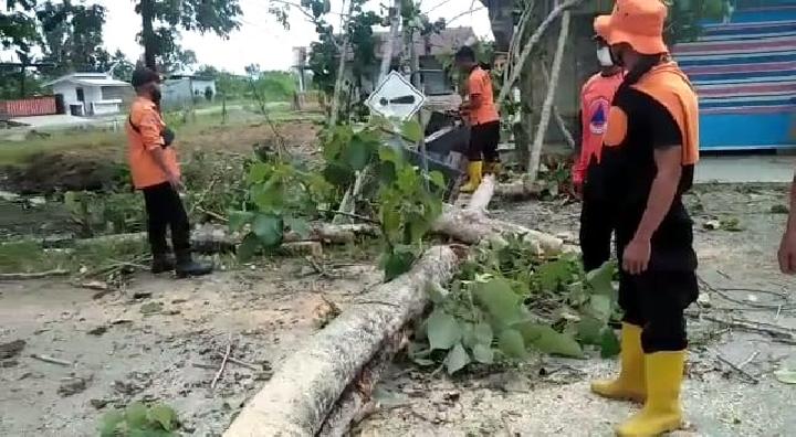 Dihantam Angin Kencang, Pohon Berukuran Besar di Mateng Tumbang, Jalan Dua Desa Terhambat