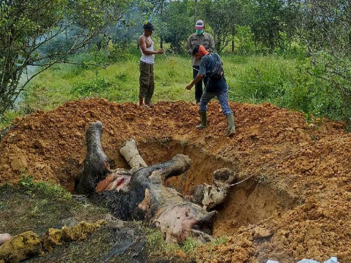 Dua Ekor Gajah Dewasa Ditemukan Mati di Langkat