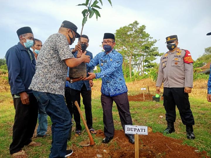 Dalam Dua Tahun, Ditargetkan 1 Juta Pohon Mangga Gincu Ditanam di Cirebon