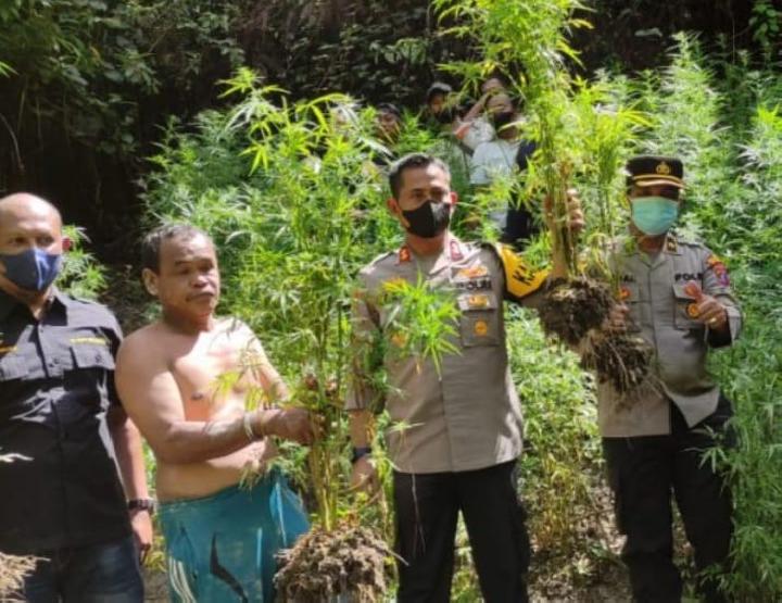 Tanam 300 Batang Ganja, Petani Kopi di Samosir Ditangkap Polisi