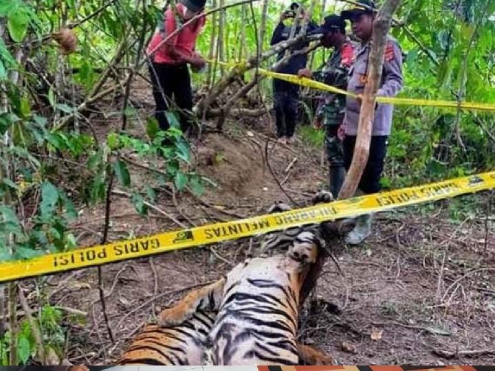 Terkena Jeratan, Dua Ekor Harimau Mati di Hutan Aceh