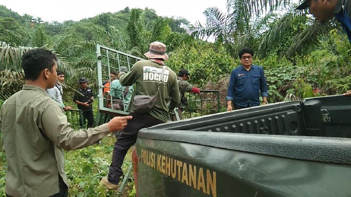 Tidak Hanya di Tapsel, Harimau Juga Berkonflik dengan Warga Langkat