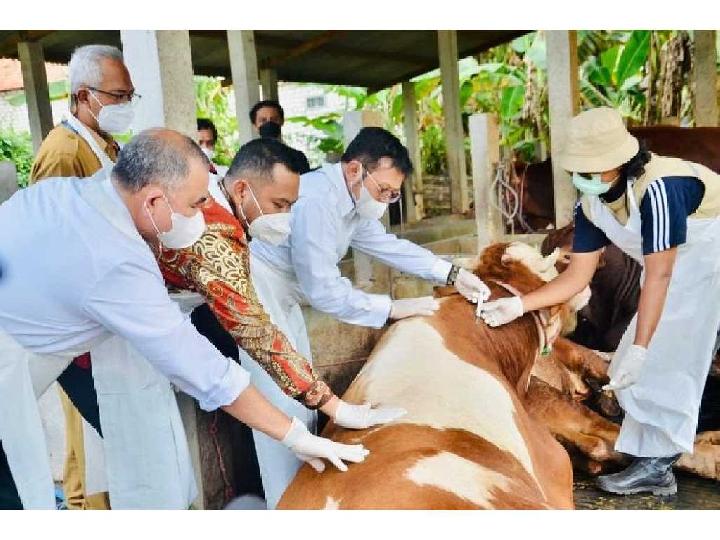 Kementan Tetapkan Dua Kabupaten di Aceh Masuk Zona Wabah PMK