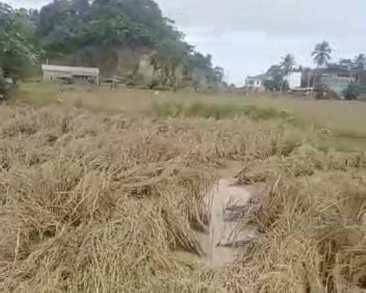 Akibat Banjir, Satu Hektare Sawah di Mamuju Gagal Panen