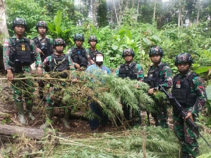 TNI Temukan Ladang Ganja di Papua, Barbuk Dioper ke Polisi
