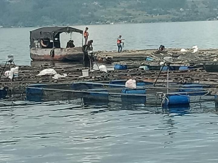 KJA Warga Tigaras Danau Toba Ditarik, Dibantu Perusahaan Pemilik KJA Raksasa