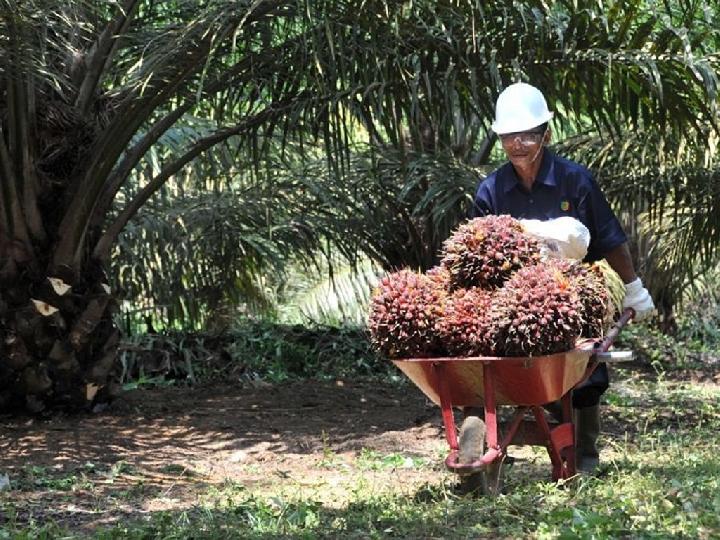 Duluan Terbit Sertifikat dari Permohonan, Kuasa Hukum PTPN III: Demi Penyelamatan Aset Negara 