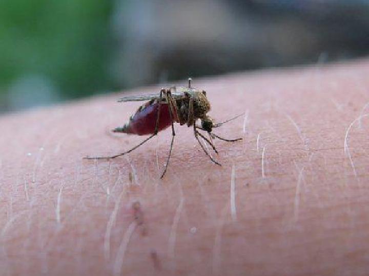 Terima Penghargaan Sertifikat Eliminasi Malaria dari WHO, Ini Kata Pemkot Ambon