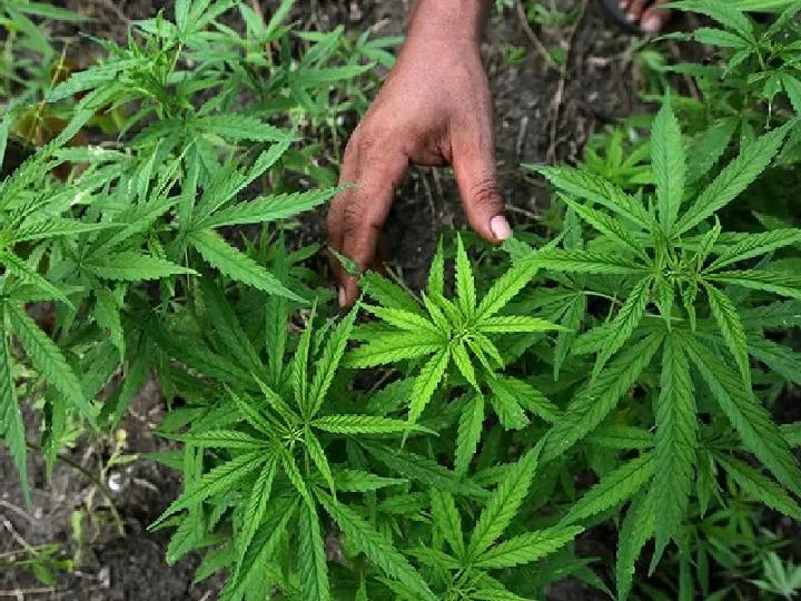 Thailand Resmi Legalkan Rakyatnya Tanam Ganja, 4.000 Napi Dibebaskan