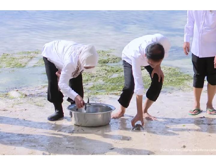 Presiden Jokowi dan Ibu Iriana Lepas Tukik Penyu di Pantai Wakatobi