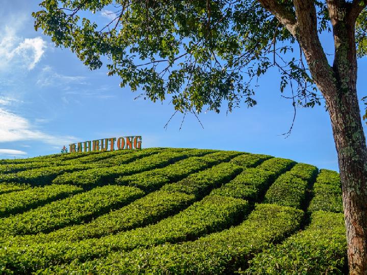 PTPN 4 Bakal Konversi Kebun Teh Sidamanik Jadi Sawit, Warga Simalungun Tolak Keras