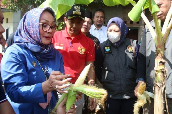 Pemkot Cirebon Bersama Gapoktan Panen Perdana Jagung