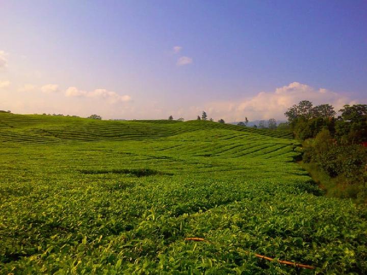 PTP Nusantara IV Menanam Sawit di Simalungun, Merusak Destinasi Danau Toba