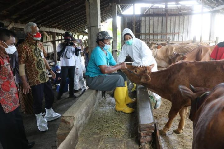 Makassar Masih Menunggu Pasokan Vaksin untuk Hewan yang Terjangkit PMK