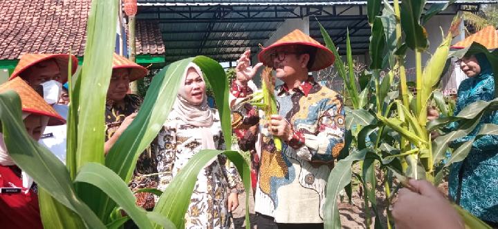 PKK Jabar Minta Pemanfaatan Pekarangan Tidak Sebatas Lomba, Bupati Cirebon Apresiasi Pemdes Kedung Bunder