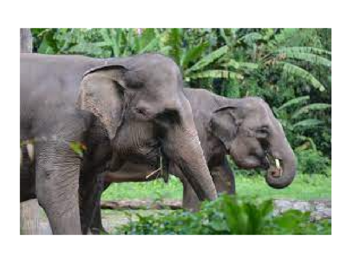 Kawanan Gajah Sumatra Rusak Rumah dan Kebun Warga di Aceh