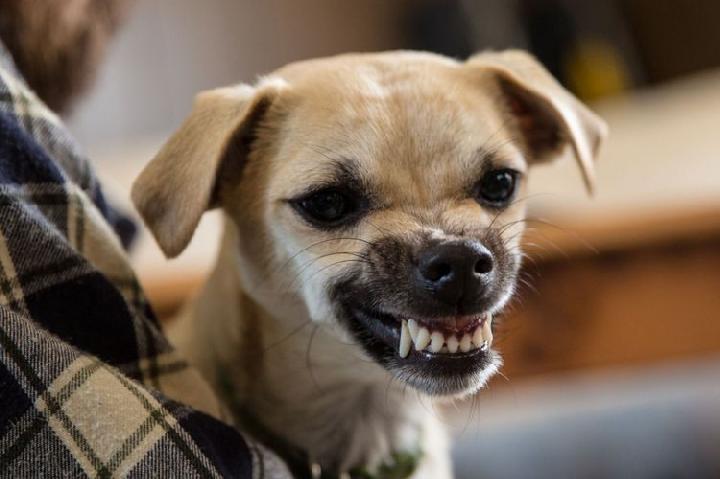 Warga Bulukumba Geger akibat Diteror Anjing Gila