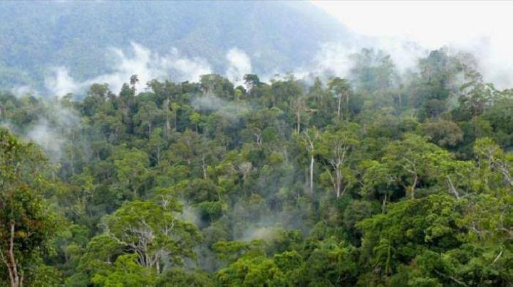 Kejati Sebut, Kasus Penyerobotan Hutan Lindung di Mamuju Masih Bergulir