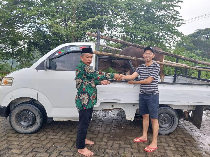 Sapi Kurban Pemprov Sulbar akan Dibagikan ke Tiap Kabupaten Besok