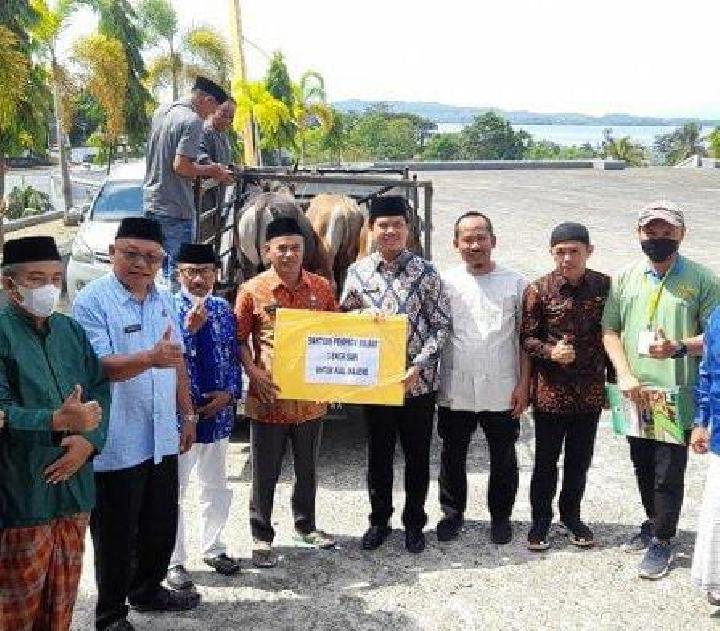 Tiap Kabupaten di Sulbar dapat Tiga Ekor Sapi Kurban