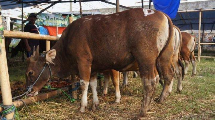 OPD Pemprov Sulsel akan Berkurban Sebanyak 16 Ekor Sapi dan Dua Kambing